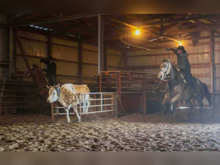 American Quarter Horse Gelding 10 years Buckskin in Bogard