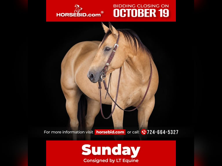 American Quarter Horse Gelding 10 years Buckskin in Clarion