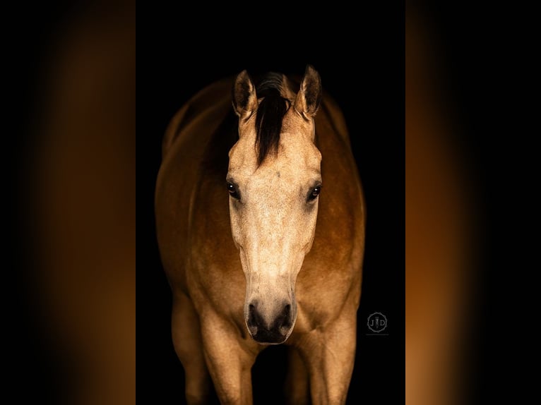 American Quarter Horse Gelding 10 years Buckskin in Grantville