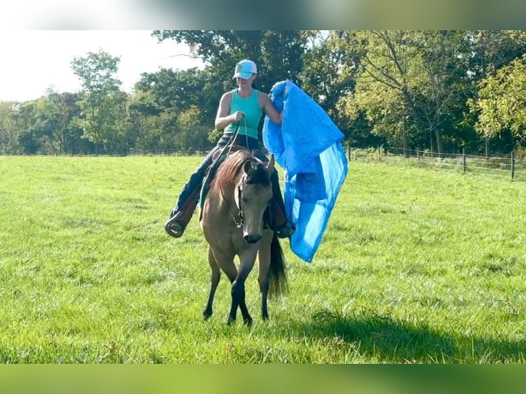 American Quarter Horse Gelding 10 years Buckskin in Grantville