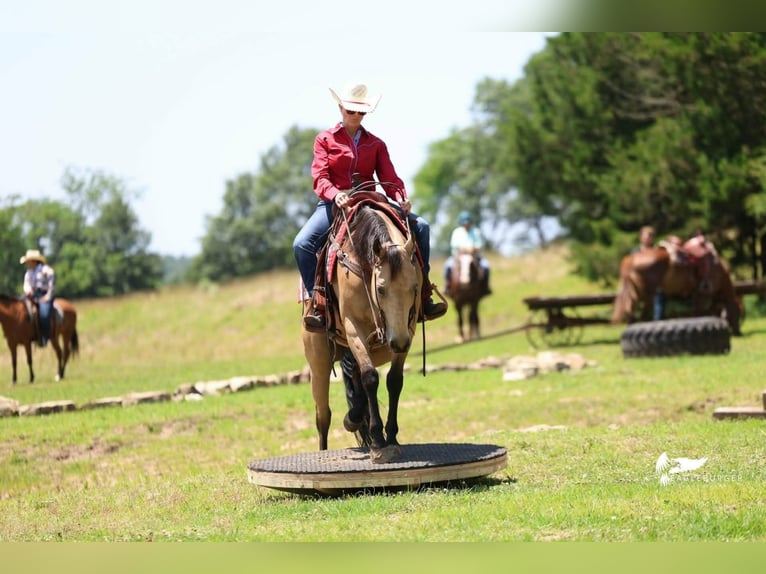 American Quarter Horse Gelding 10 years Buckskin in Grantville