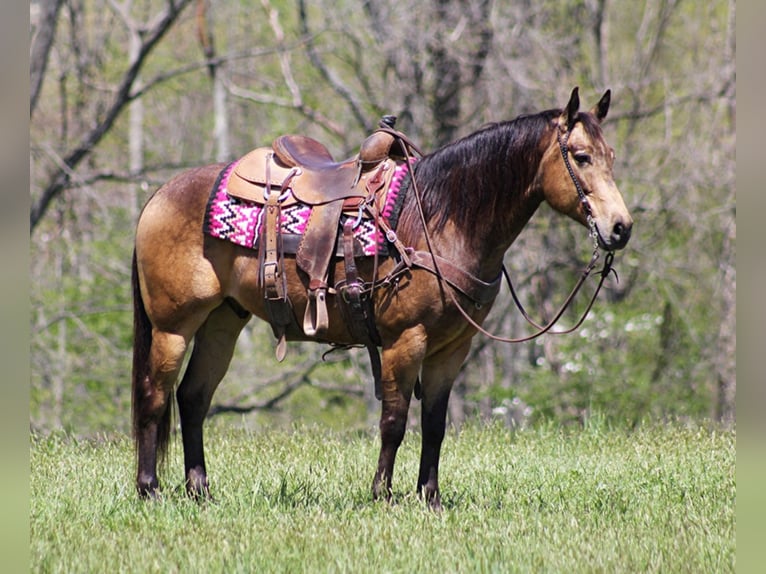 American Quarter Horse Gelding 10 years Buckskin in Brodhead KY