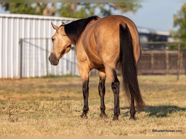 American Quarter Horse Gelding 10 years Buckskin in Weatherford Tx