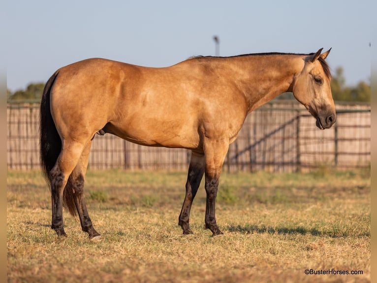 American Quarter Horse Gelding 10 years Buckskin in Weatherford Tx