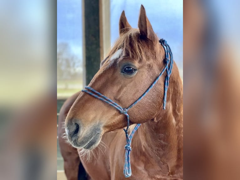 American Quarter Horse Gelding 10 years Chestnut-Red in WrocławWrocław