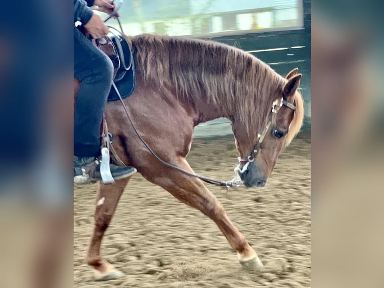 American Quarter Horse Gelding 10 years Chestnut-Red in WrocławWrocław