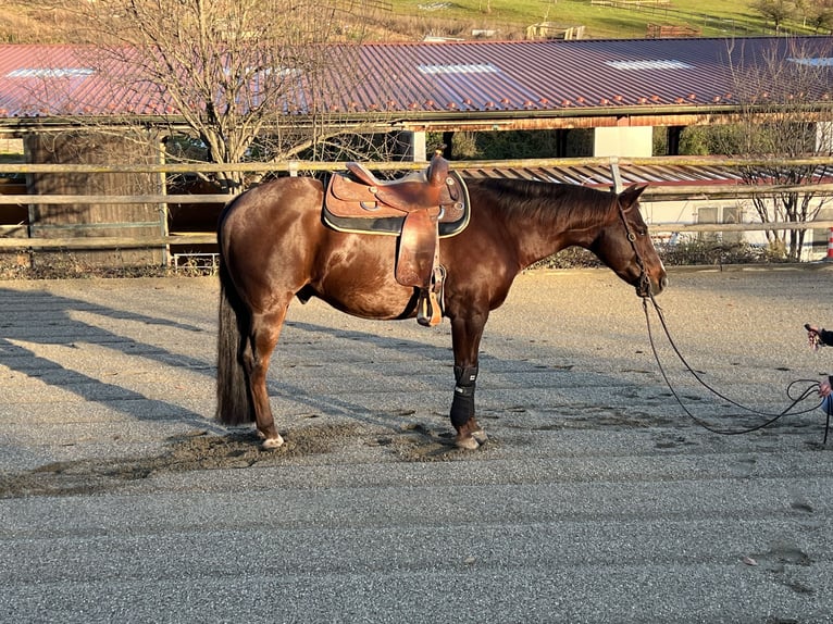 American Quarter Horse Gelding 10 years Chestnut in Ilz