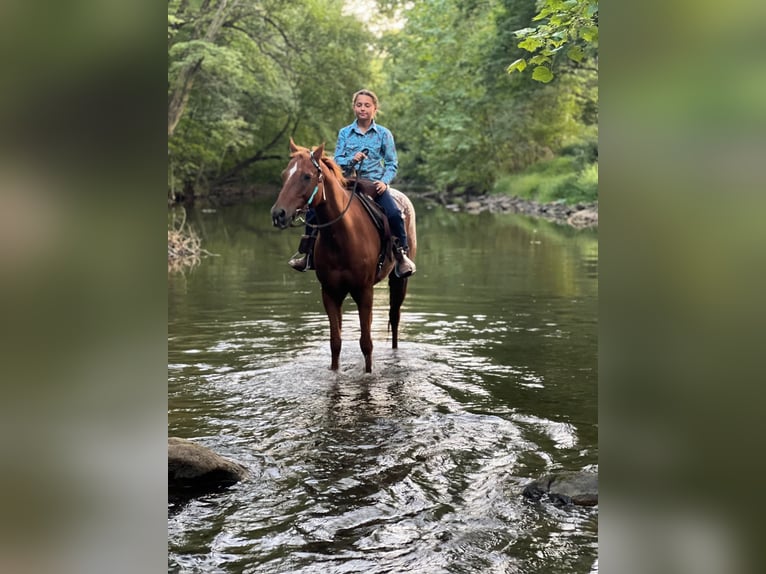 American Quarter Horse Gelding 10 years Chestnut in Millersburg PA