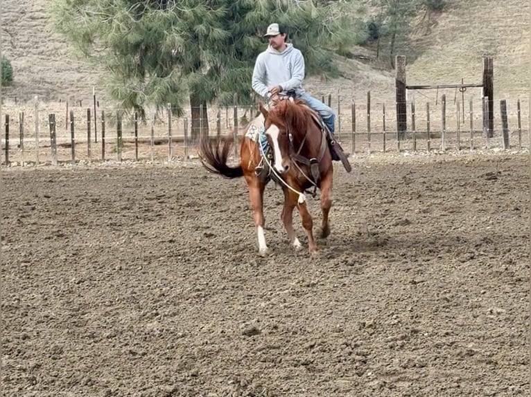 American Quarter Horse Gelding 10 years Chestnut in Paicines, CA