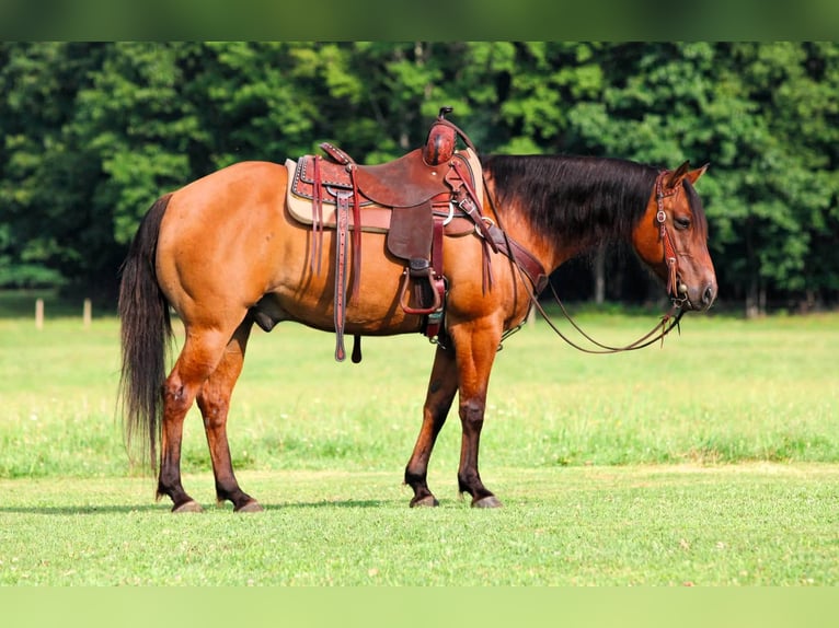 American Quarter Horse Gelding 10 years Dun in Clarion