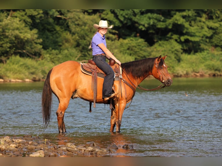 American Quarter Horse Gelding 10 years Dun in Clarion