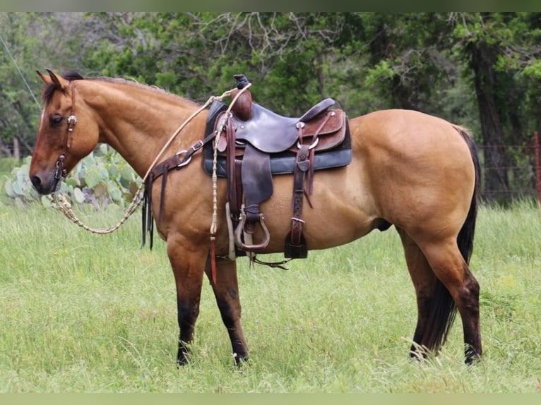 American Quarter Horse Gelding 10 years Dun in Morgan Mill Tx