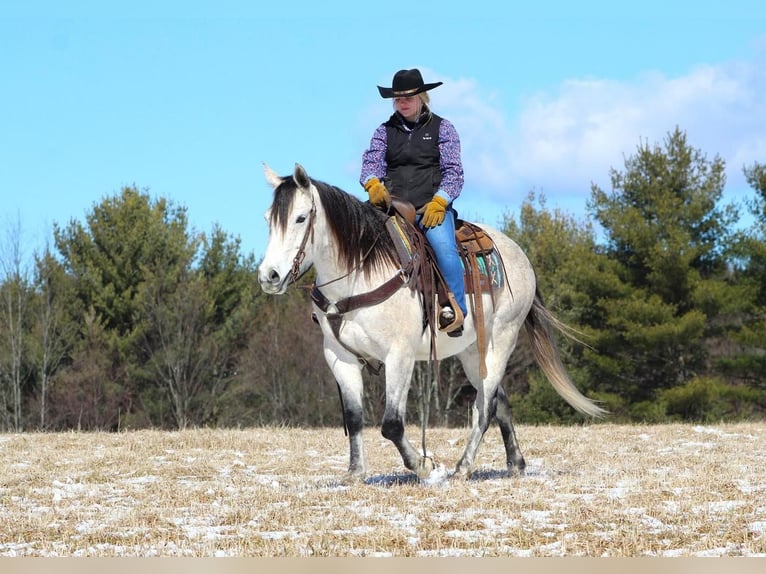 American Quarter Horse Gelding 10 years Gray in Cook Forest, PA