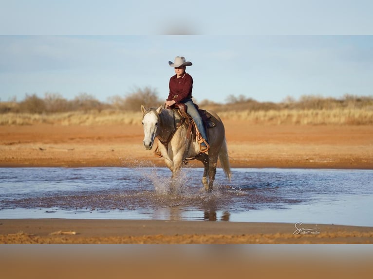 American Quarter Horse Gelding 10 years Gray in Canyon, TX