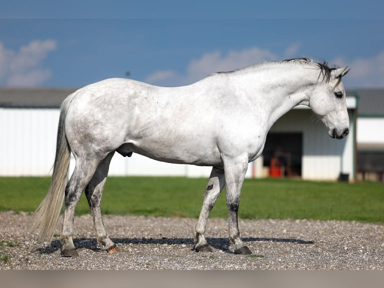 American Quarter Horse Gelding 10 years Grey in Ripley
