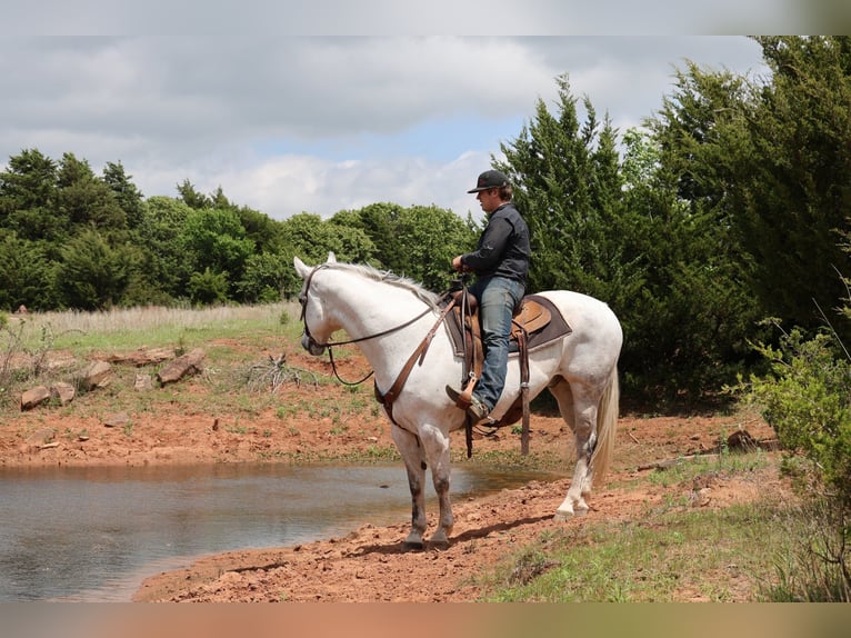 American Quarter Horse Gelding 10 years Grey in Ripley