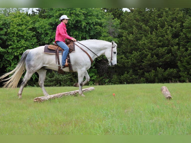 American Quarter Horse Gelding 10 years Grey in Ripley