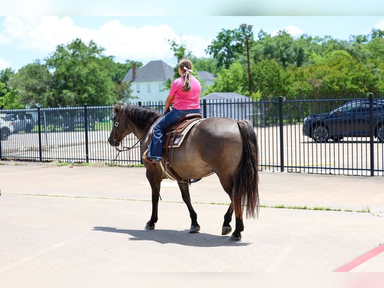 American Quarter Horse Gelding 10 years Grullo in Forney