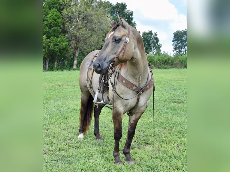 American Quarter Horse Gelding 10 years Grullo in Greenville kY