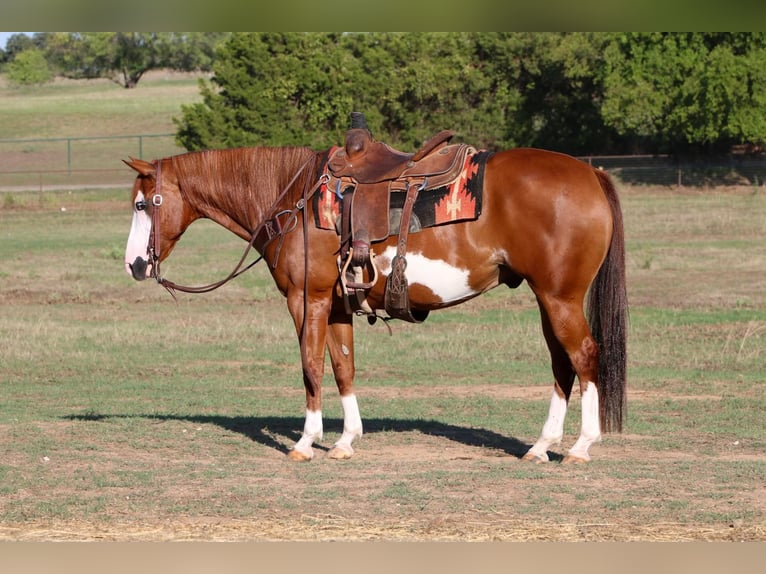 American Quarter Horse Gelding 10 years Overo-all-colors in Cleburne TX