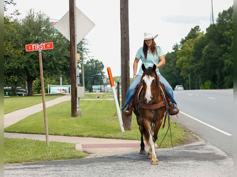 American Quarter Horse Gelding 10 years Overo-all-colors in Rusk TX