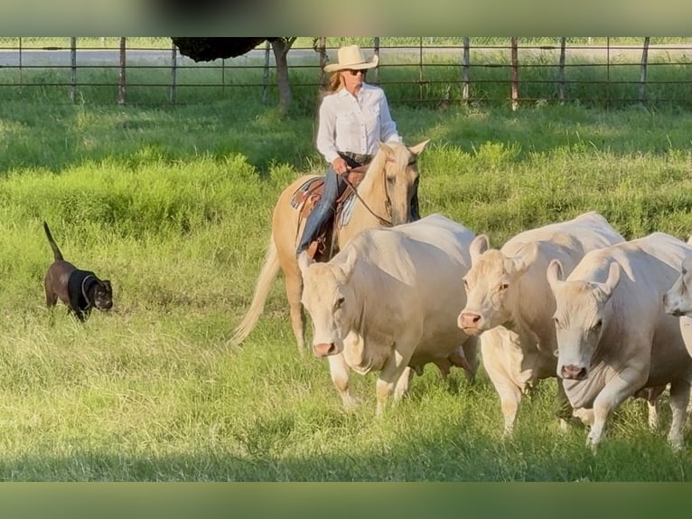 American Quarter Horse Gelding 10 years Palomino in Weatherford