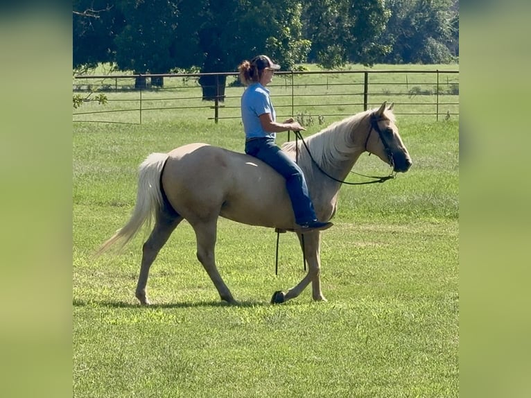 American Quarter Horse Gelding 10 years Palomino in Weatherford