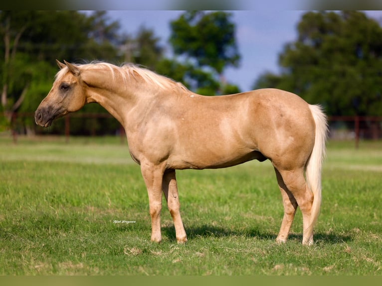American Quarter Horse Gelding 10 years Palomino in Weatherford