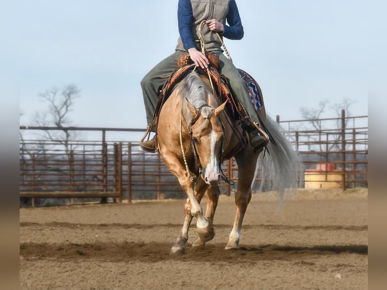 American Quarter Horse Gelding 10 years Palomino in Sedalia, MO