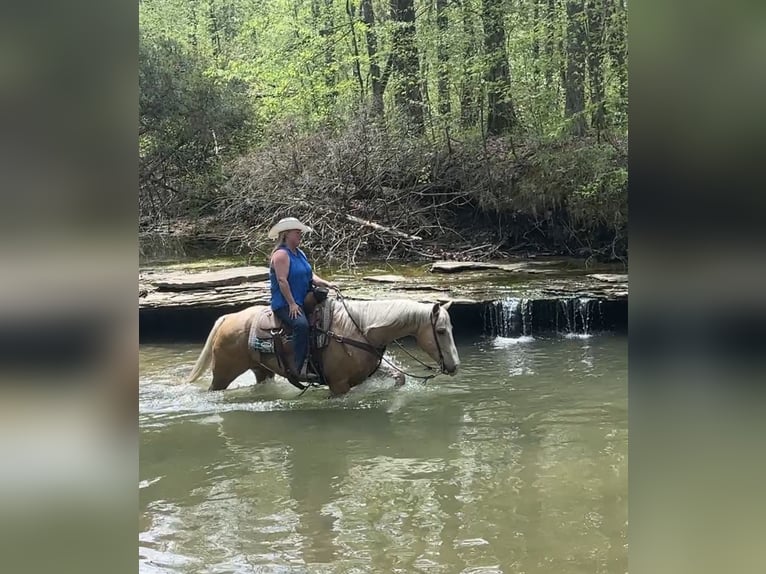 American Quarter Horse Gelding 10 years Palomino in Henderson