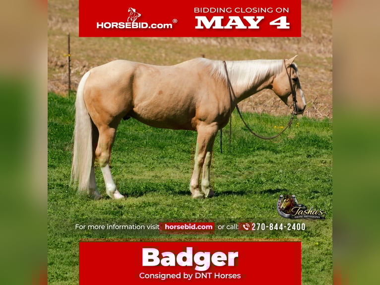 American Quarter Horse Gelding 10 years Palomino in Henderson