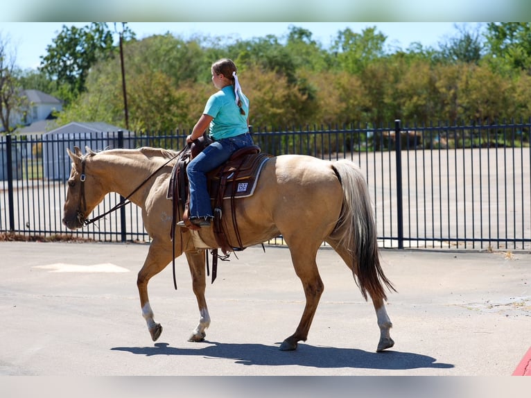 American Quarter Horse Gelding 10 years Palomino in Terrell