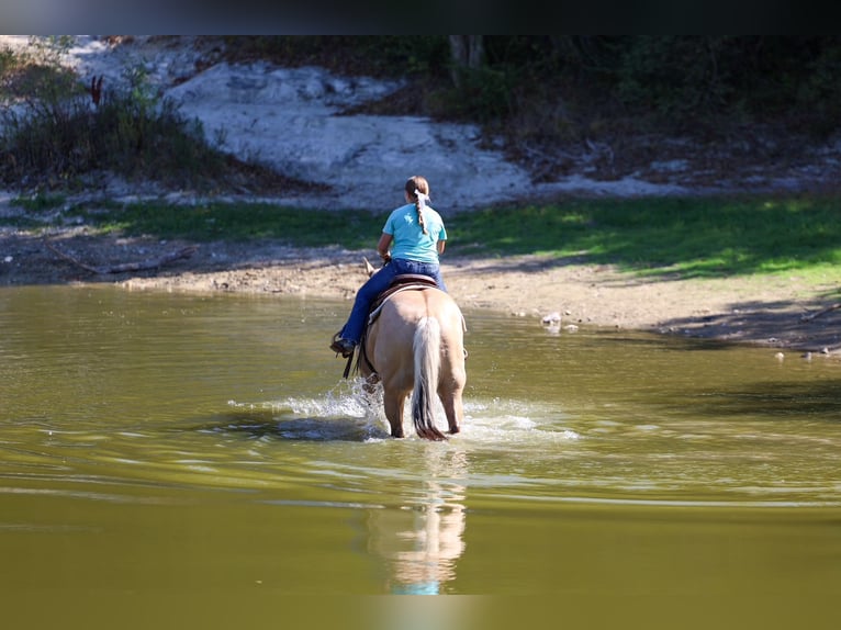 American Quarter Horse Gelding 10 years Palomino in Terrell