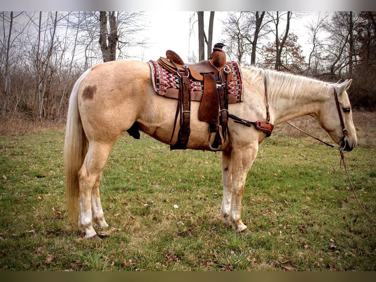 American Quarter Horse Gelding 10 years Palomino in North Judson IN