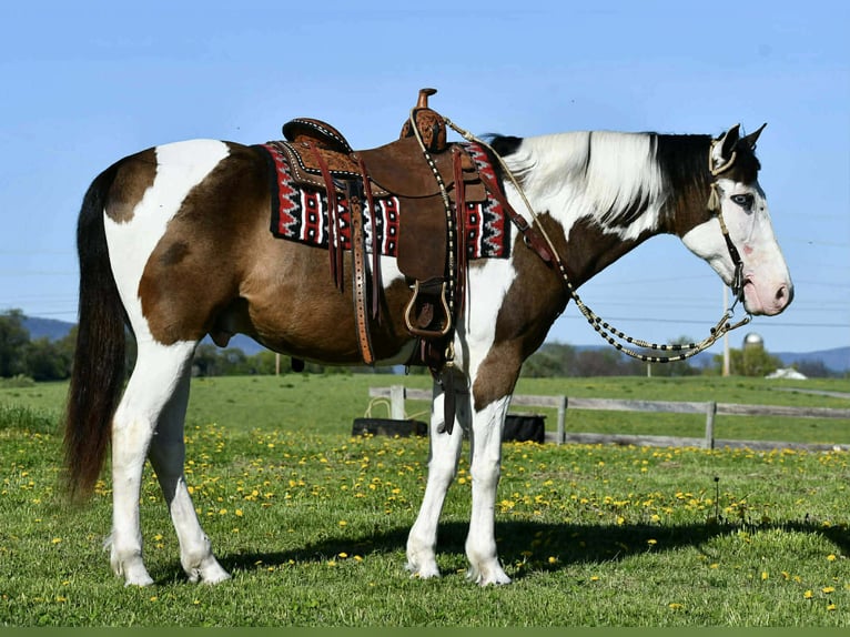 American Quarter Horse Gelding 10 years Pinto in Rebersburg, PA