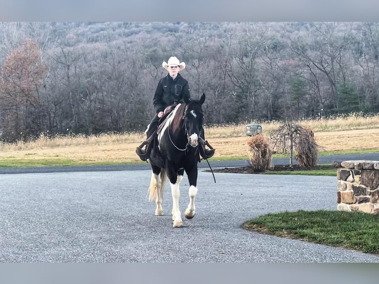 American Quarter Horse Mix Gelding 10 years in Millerstown, PA