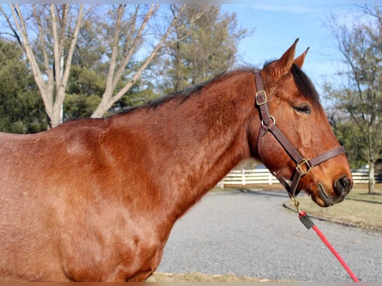 American Quarter Horse Mix Gelding 10 years Roan-Bay in Allentown, NJ