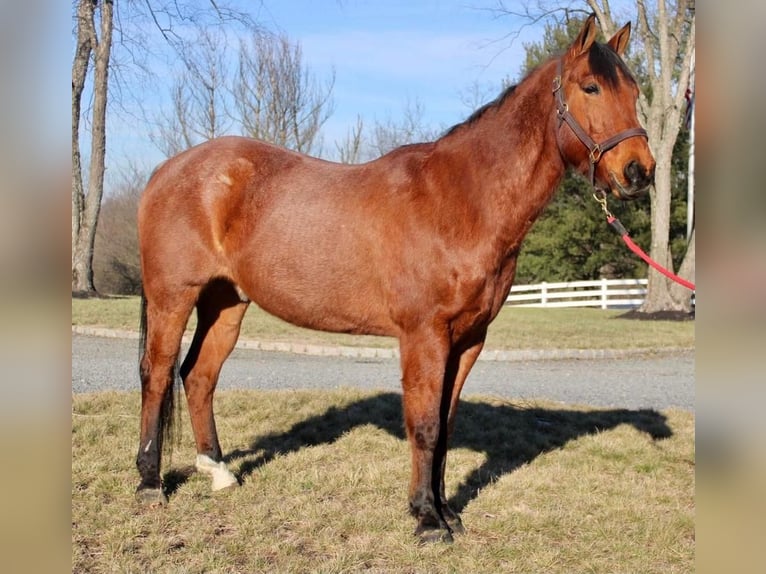 American Quarter Horse Mix Gelding 10 years Roan-Bay in Allentown, NJ