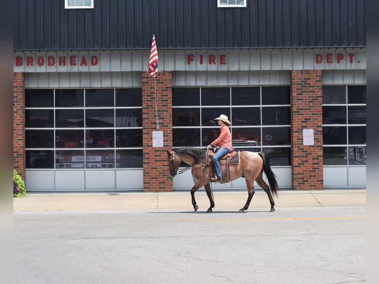 American Quarter Horse Gelding 10 years Roan-Bay in Berea