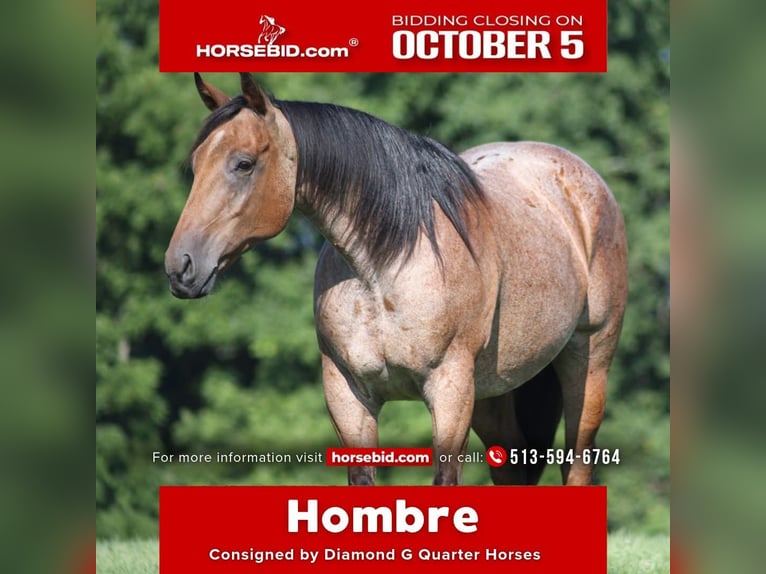 American Quarter Horse Gelding 10 years Roan-Bay in Berea