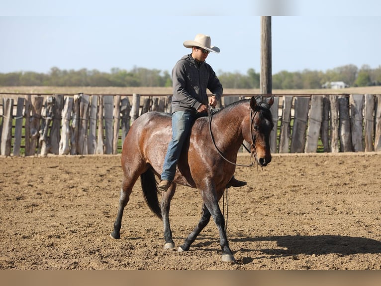 American Quarter Horse Mix Gelding 10 years Roan-Bay in Bernard