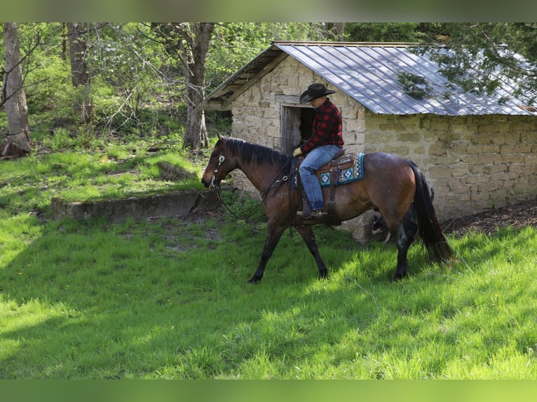 American Quarter Horse Mix Gelding 10 years Roan-Bay in Bernard
