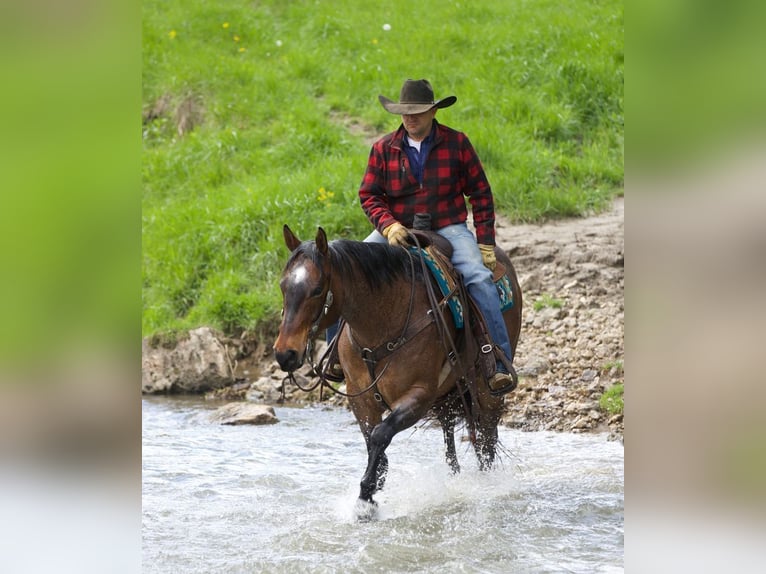 American Quarter Horse Mix Gelding 10 years Roan-Bay in Bernard