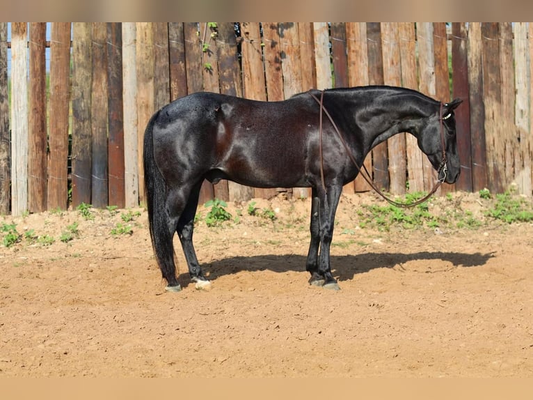 American Quarter Horse Gelding 10 years Roan-Blue in Joshua, TX