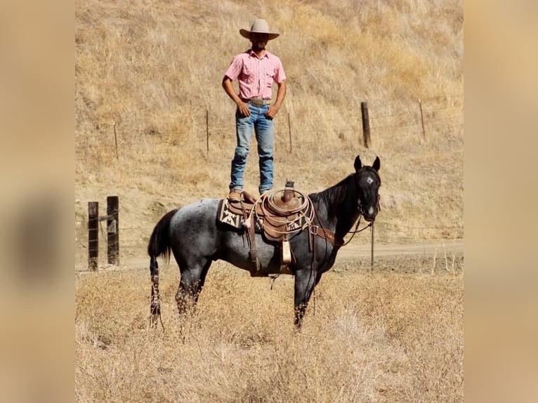 American Quarter Horse Gelding 10 years Roan-Blue in Tres Pinos