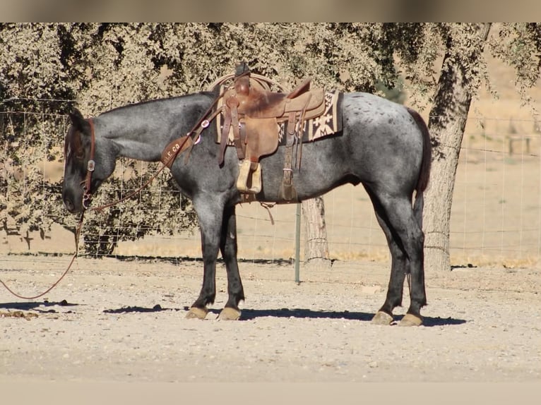 American Quarter Horse Gelding 10 years Roan-Blue in Tres Pinos