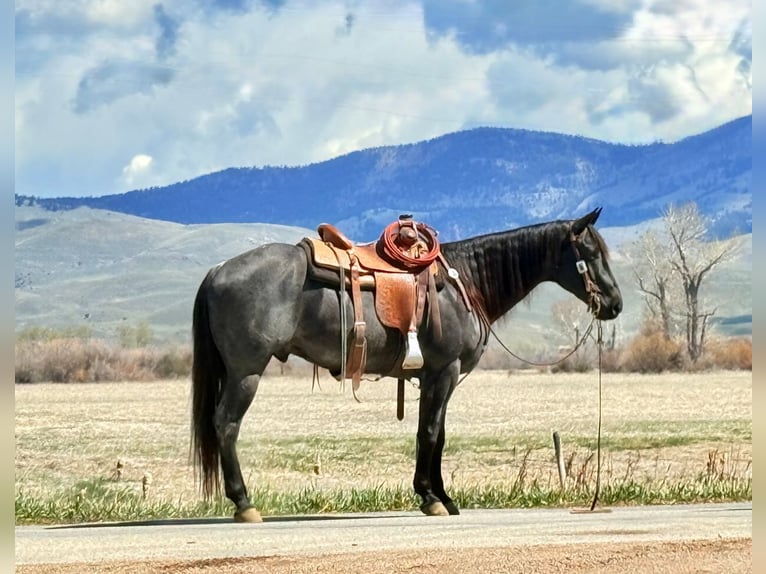 American Quarter Horse Gelding 10 years Roan-Blue in Clinton