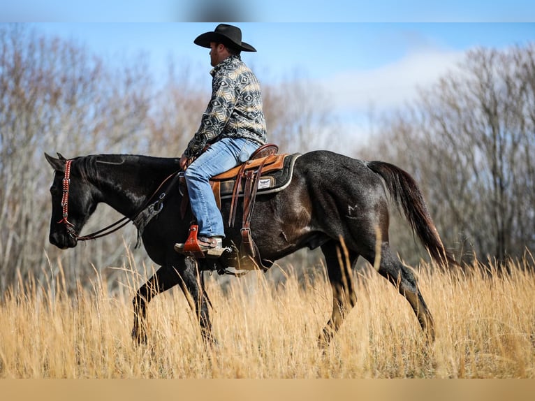 American Quarter Horse Gelding 10 years Roan-Blue in Santa Fe TN
