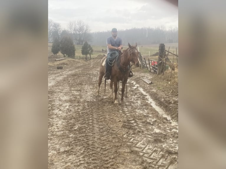 American Quarter Horse Gelding 10 years Roan-Red in FORDSVILLE, KY