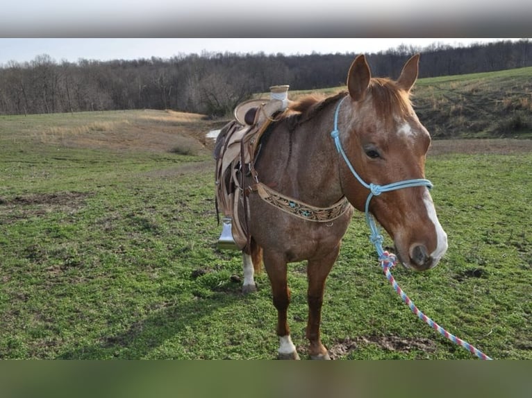 American Quarter Horse Gelding 10 years Roan-Red in FORDSVILLE, KY